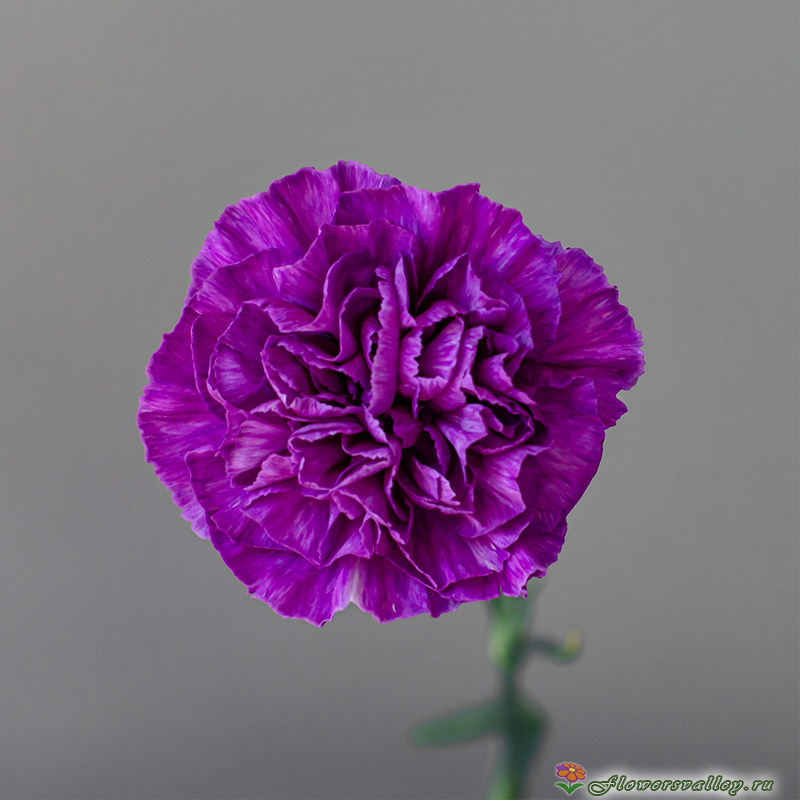 Гвоздика Фарида (Carnation Farida)