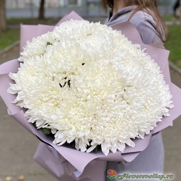 15 хризантем магнум
