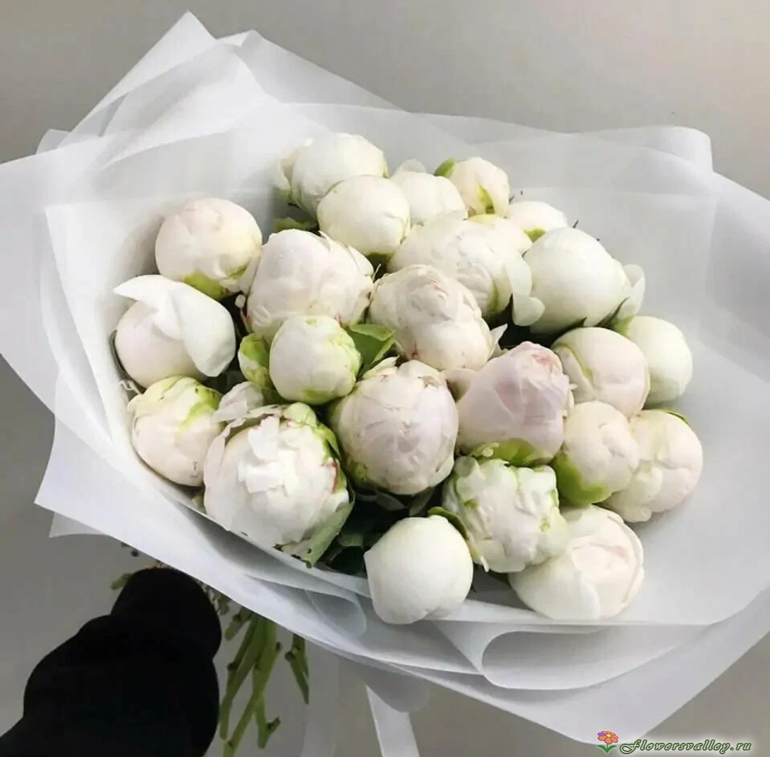 25 белых пионов 