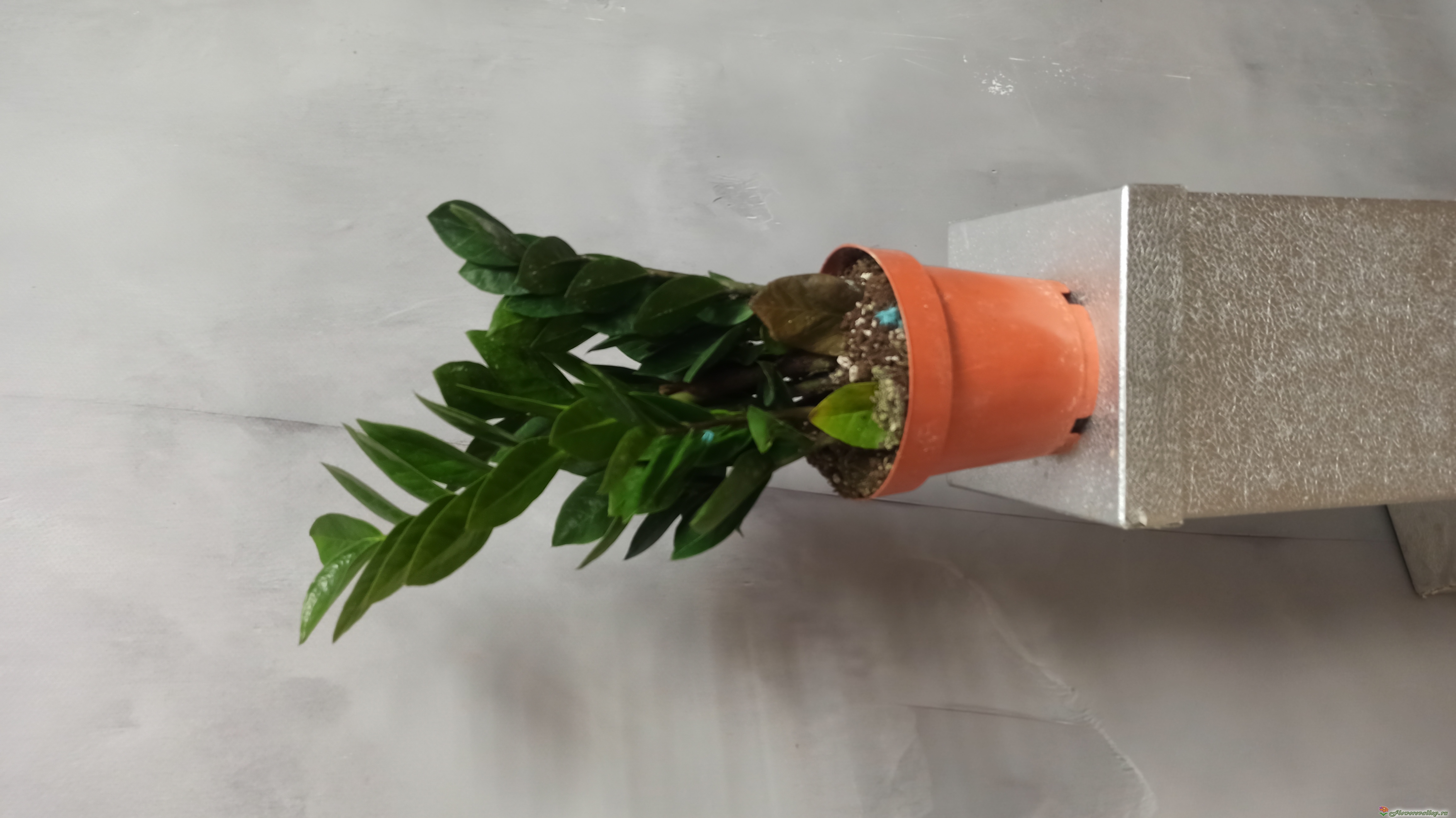 Замиокулькас (лат. Zamioculcas), d 14
