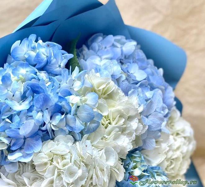Букет из белой и голубой гортензии, 9 шт.