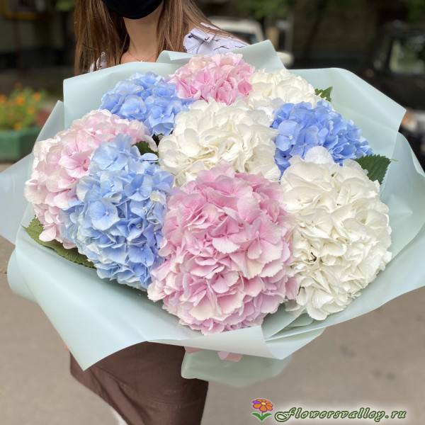 Букет из разноцветных гортензий, 9 шт.