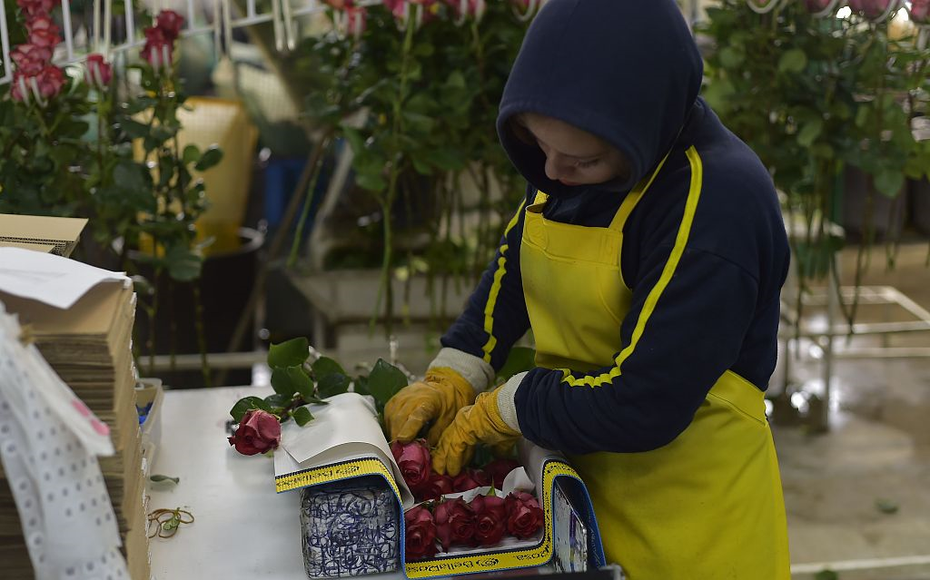 Как путешествуют цветы